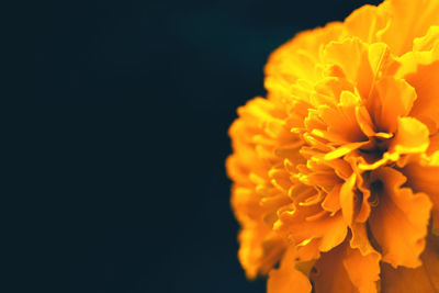 Close-up of orange flower against black background