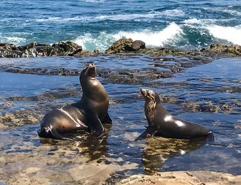 High angle view of sea lion on beach