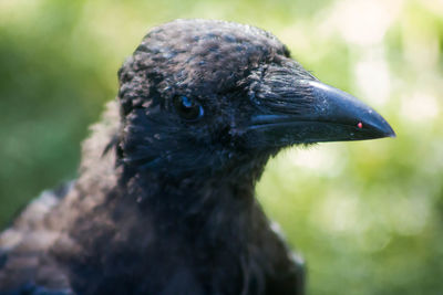 Close-up of raven