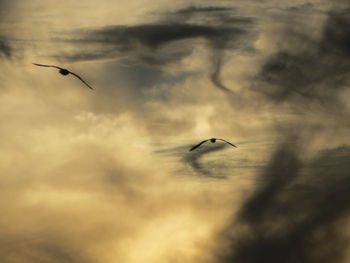 Low angle view of silhouette seagull flying against sky