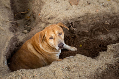 High angle view of dog on rock