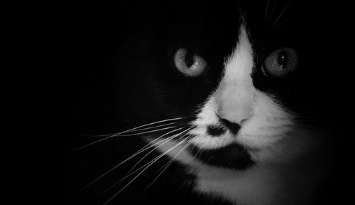 Close-up portrait of cat