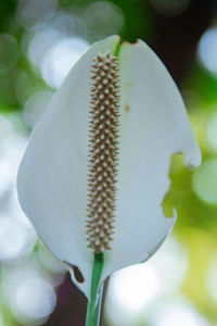 Close-up of white flowering plant