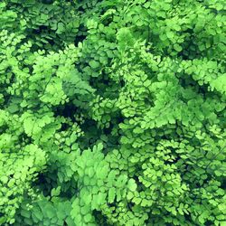 Full frame shot of green leaves