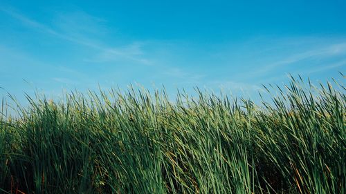 Crops growing on field against sky