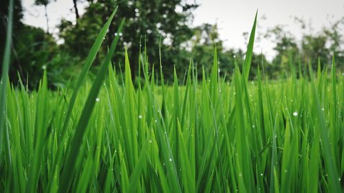 Close-up of water drops on grass