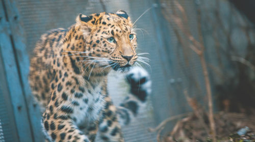 Cat looking away in zoo