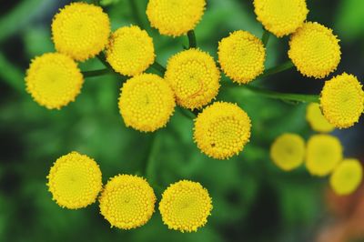 Close-up of yellow flowering plants