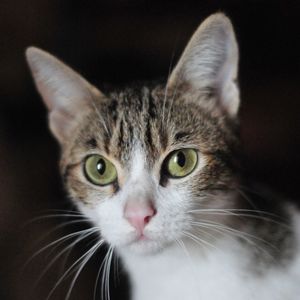 Close-up portrait of a cat