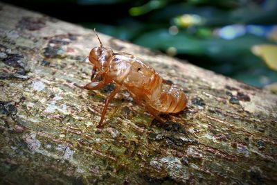 Close-up of insect on leaf