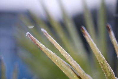 Close-up of fresh plant