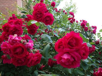 Close-up of pink rose