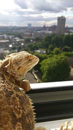 Close-up of lizard on cityscape against sky