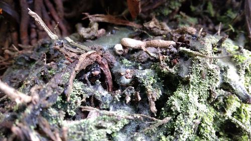 Close-up of insect on rock