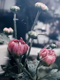 Close-up of pink rose buds