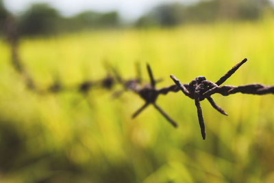 Close-up of barbed wire on field