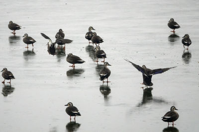 Birds in water