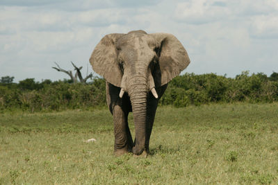 African elephant walking on grassy field against sky