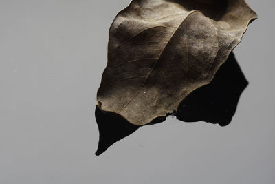 Close-up of dried leaf against white background