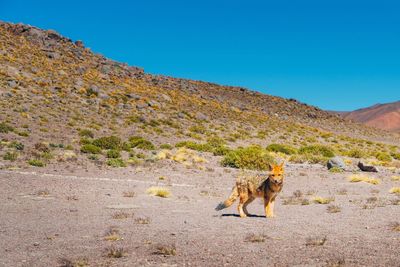 Dog on landscape against clear sky