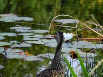 Bird in a lake