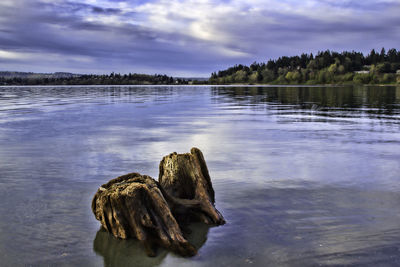 Reflection of trees in calm lake
