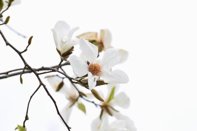 Close-up of white cherry blossom tree