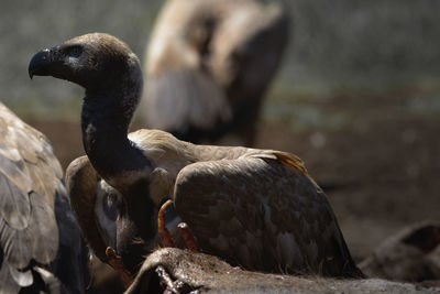 Close-up of birds