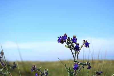 Close-up of purple flowering plants on field against blue sky