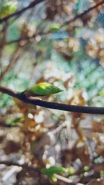 Close-up of leaves against blurred background