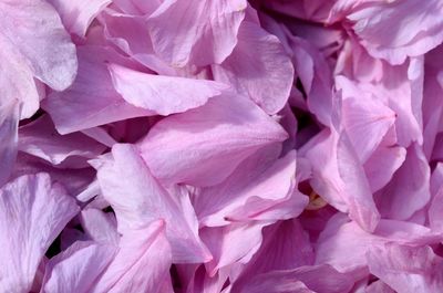 Close-up of pink flower