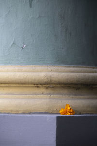 Close-up of yellow flower on wall