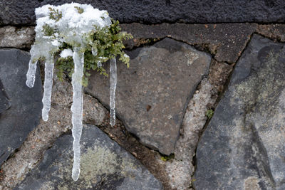 High angle view of flowering plants by rocks