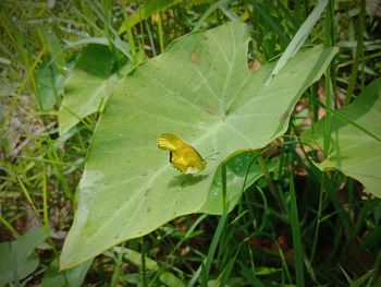 Close-up of insect on leaf