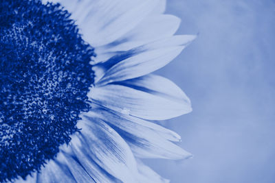 Macro shot of purple flower against blue sky