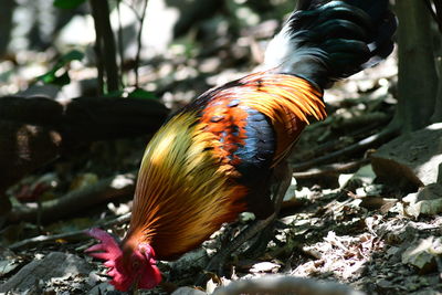 bird