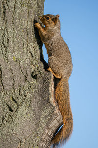 Adult fox squirrel is searching for food in the park on a sunny day