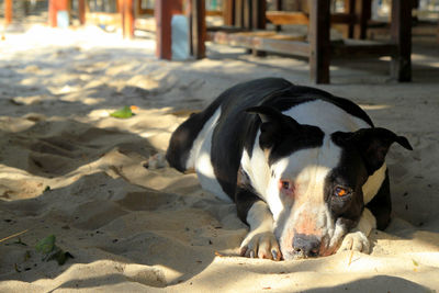 View of a dog resting on sand