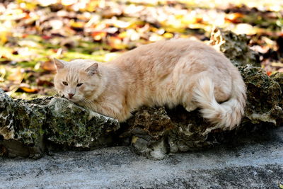 Cat lying on rock