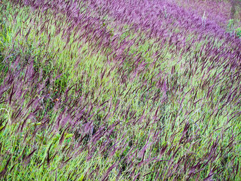 Full frame shot of purple flowering plants on land