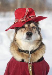 Portrait of dog wearing hat