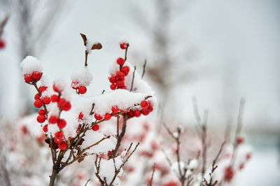 Close-up of red flowers on branch