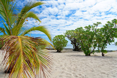 Palm trees on beach against sky