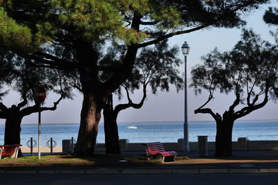 Trees on beach against sky