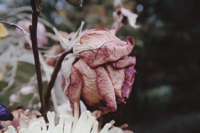 Close-up of wilted rose