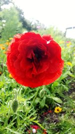 Close-up of red poppy blooming on field