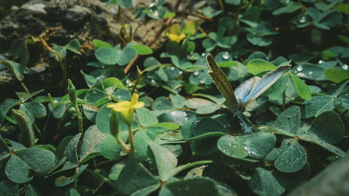 High angle view of green leaves