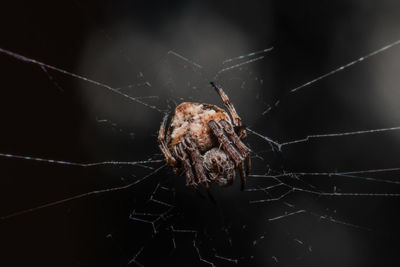 Close-up of spider on web