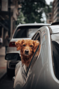 Close-up of dog in car