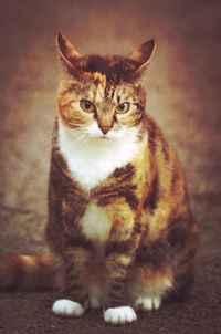 Portrait of cat